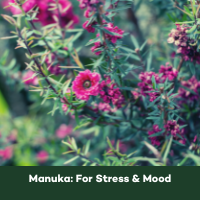 Phytomed Blog Manuka for stress and mood